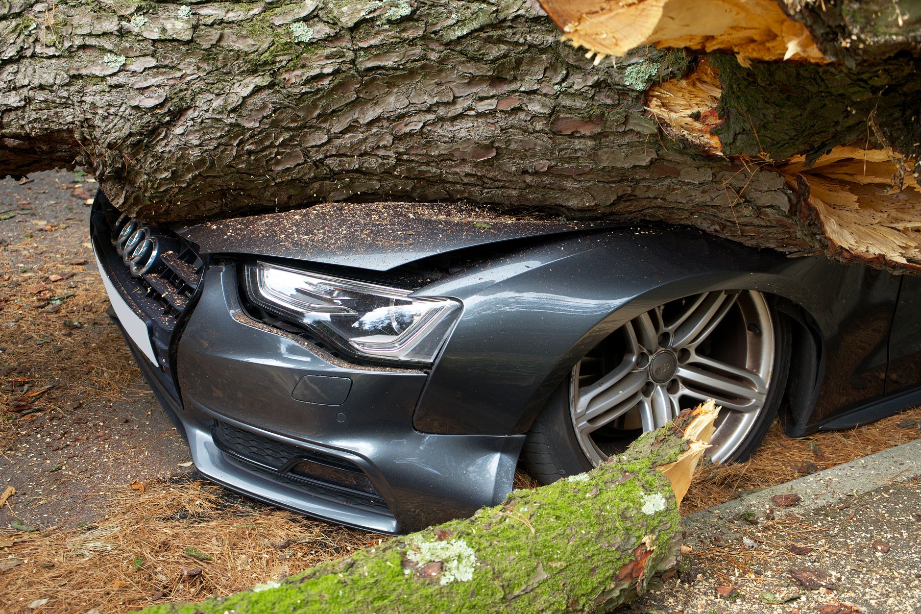 Emergency Tree Removal